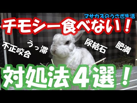 うちのウサギが干し草を食べたがらないのですが、どうすればいいでしょうか?