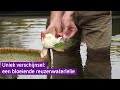 VIDEO | Bijzondere reuzenwaterlelie staat in bloei
