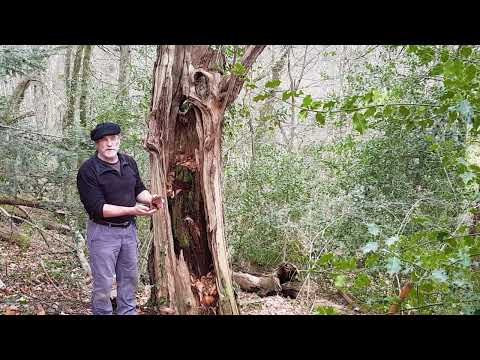 8-9 Cavité à terreau ouverte vers le haut - Kaminartiger, hohler Stamm - Chimney trunk rot-hole
