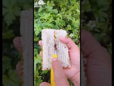 Gift of nature# for you honey comb# honey