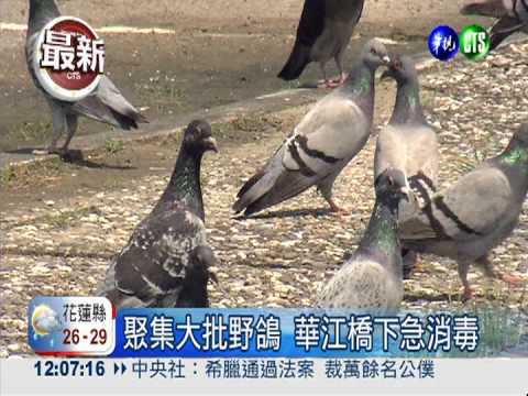 H7N9奪23命 台灣未出現新病例