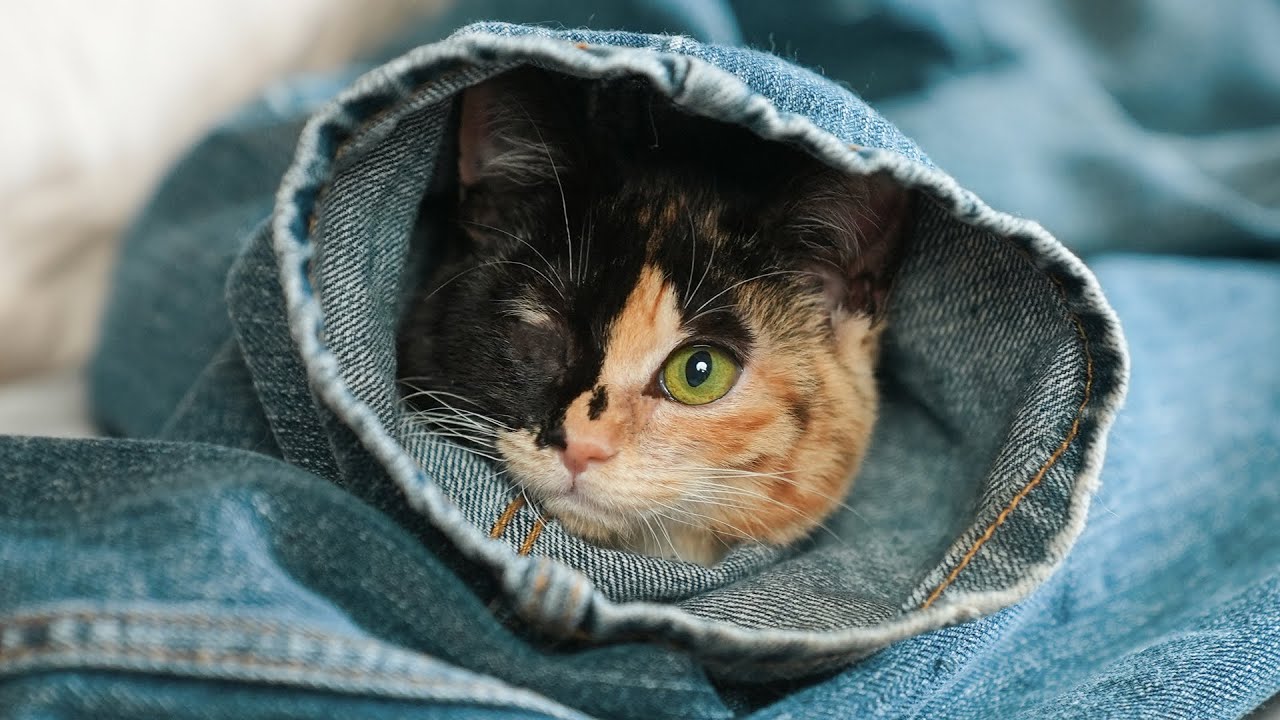 離島で子猫を保護したら・・