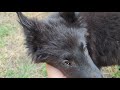 Belgian Sheepdog puppy for sale