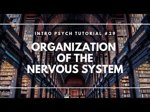 Neuron Structure Parts of a Neuron Intro Psych Tutorial 23