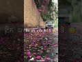 Sohne Mukhde Da ️‍ Sharry Maan Whatsapp Status Punjabi Lyrics Status Shorts Video