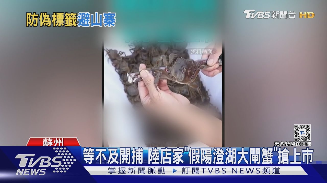 陽澄湖大閘蟹9/25終於開捕！　陸店家搶先開賣「山寨蟹」
