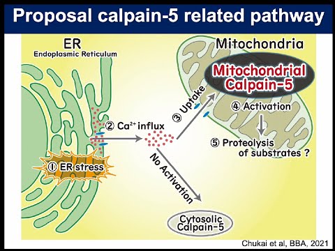 Characterization of Mitochondrial Calpain-5