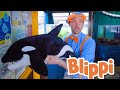 Blippi Learns About Sea Creatures Ocean Friends Life At Sea Kids Learning Toddler Show