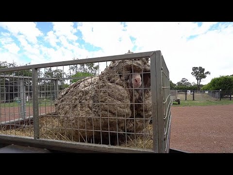 , title : 'شاهد: خروف في أستراليا ارتاح  من 35 كيلوغراماً من الصوف'