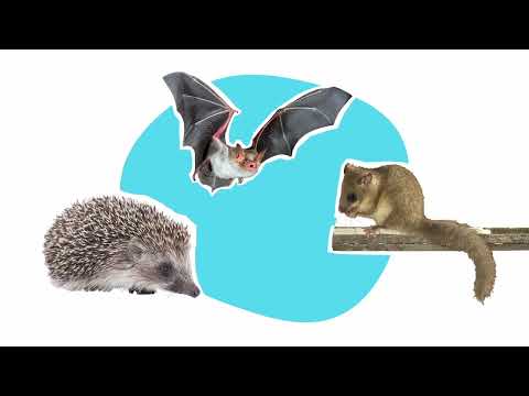 So verpennen Tiere den Winter - logo! erklärt - ZDFtivi