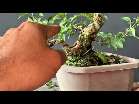 Vlog#42 update kay shohin tugas #tutorial 🫡🙇🏻‍♂️🌳🇵🇭