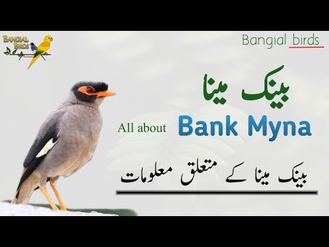 Bank myna information in Urdu | Hindi | Pakistan Native Birds | بینک مینا۔