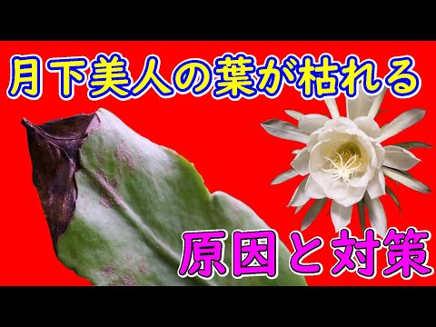 葉先が黒くなるのを防ぐ 屋内の緑の植物にスプレーする