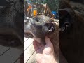 Euthanize my Pitbull? 16 years old.