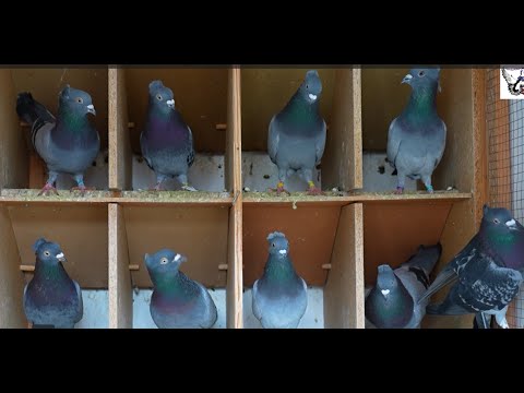 Seniorski prvak 6. regina 2024. - Momčilo Grujičić GSS 217