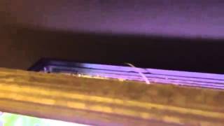 plantado, Generador y difusor de CO2 casero para el nuevo acuario plantado de 100 litros