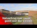 De dieren zijn blij met de nieuwe natuurbrug bij Best, maar ProRail ook