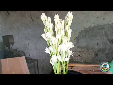 Hoghilag - Tărâmul tuberozelor