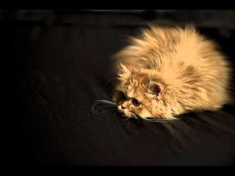 il ComuniCattivo.mpg