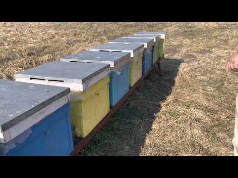 Verific puiet. Mătci  roire vs matci CJ