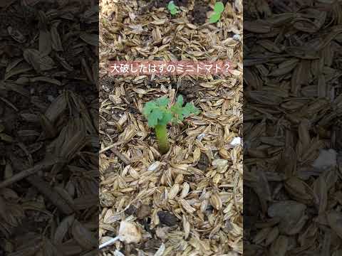 育たないトマトを育てる方法 赤くならない ヒント メンテナンス トマトの苗を育てる