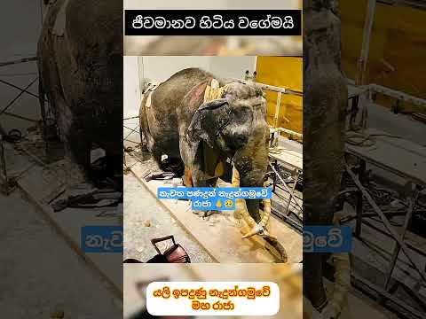 නැදුන්ගමුවේ රාජාට පණදුන් හැටි🙏☸️🙏☸️#trending #shorts #srilanka #elephant #nadungamuweraja