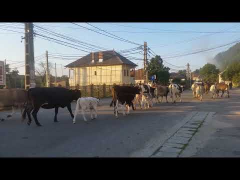 Vacute pleaca la pascut-Namiesti AG-Danga Langa,Langa Danga,Suna-n afintit talanga....