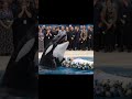 “Emotional Moment 🐋 Orca Cries Saying Goodbye to Jessica 💔”