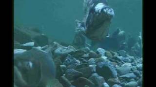 preview picture of video 'Pink salmon quivering in Skykomish River'