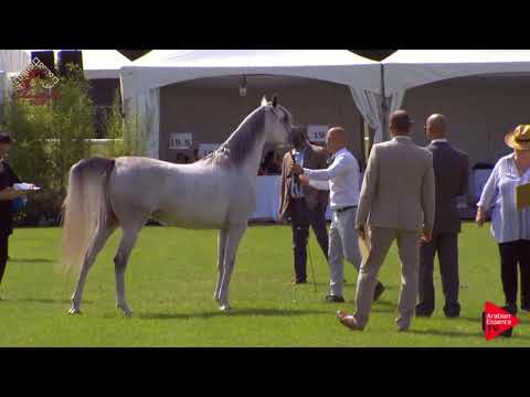 N.24 GHAYAT ALSBA - Chantilly 2019 AHO World Cup - 3 Years Old Fillies (Class 3)