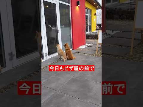 いつまでも一緒だと思っていたのに　　　　　　　　　　　　　　　　　　#犬  #shorts  #動物のいる暮らし #ペットのいる暮らし #犬のいる暮らし