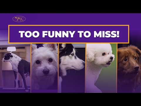 Top 5 Agility Moments That Will Make You 😂 | Westminster Dog Show