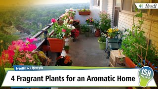 4 Fragrant Plants for an Aromatic Home