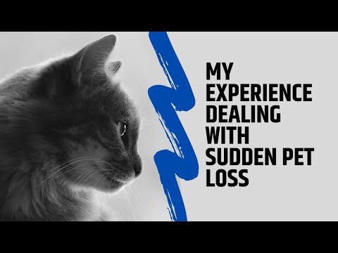 My experience Dealing with sudden pet loss