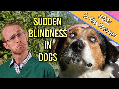 Causes of Sudden Blindness in Dogs (+ how to help them cope!) - Dog Health Vet Advice