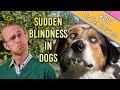 Causes Of Sudden Blindness In Dogs How To Help Them Cope Dog Health Vet Advice
