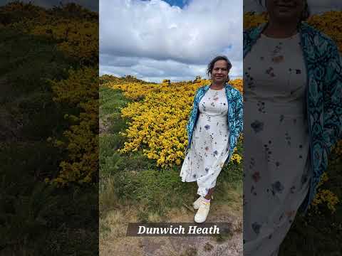Dunwich Heath #suffolkcoast  #ukcoast #northsea #dunwich #heatheryellow #Ulexeuropaeus