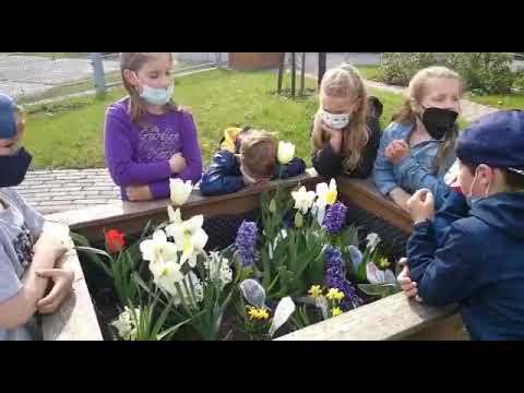 Projekt "Frühblüher" der 1. Klassen