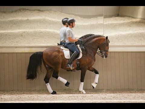 **SOLD** GP Piro Free Lusitano Stallion  (REF#259)