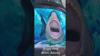 Huge Shark Attack Nassau Bahamas!