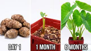 How To Grow Grocery Store Taro