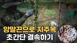 양말목으로 지주대를 튼튼하게 묶는법, 식물 지지대 양말끈 고정하기 ????