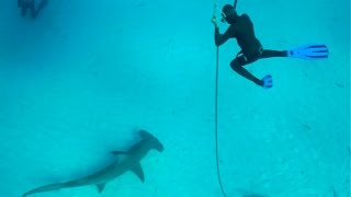 11-Year-Old dives with Great Hammerhead Shark - The Watermen Project