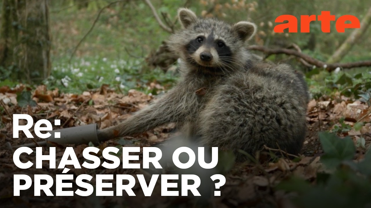 Le raton laveur envahit l’Europe | ARTE Regards