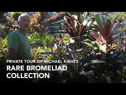 Private tour of RARE Bromeliad Collection!
