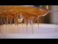 Honey Pouring Honey Making Indian Honey