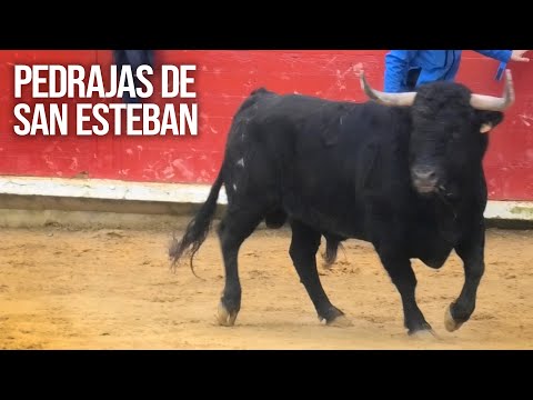 Pedrajas de San Esteban 2025 Encierro y Capea con Toros Bravos