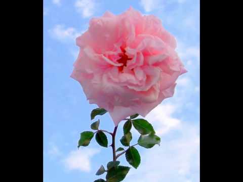 Cantec batranesc din oltenia .