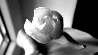 Antony and The Johnsons - The Lake english lyrics