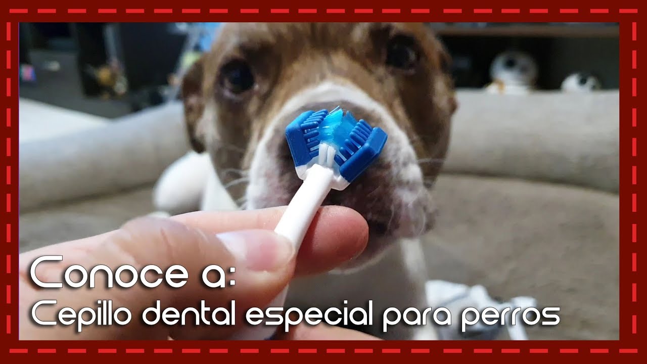 Conoce a: Cepillo dental especial para perros